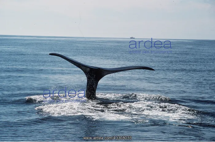 : Northern Right WHALE tail : Northern Right WHALE tail