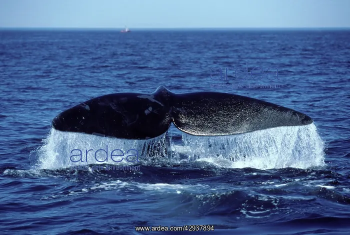 : Northern Right whale - Tail (fluke) : Northern Right whale - Tail (fluke)