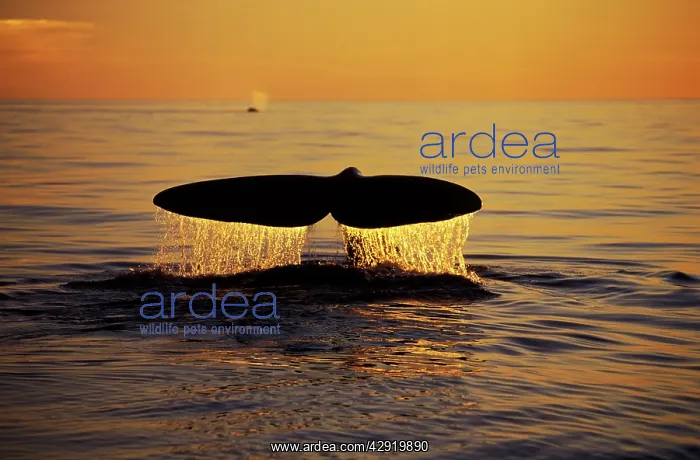 : Northern Right Whale - Tail at sunset : Northern Right Whale - Tail at sunset