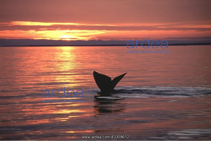 : Northern Right Whale - Tail at sunset : Northern Right Whale - Tail at sunset