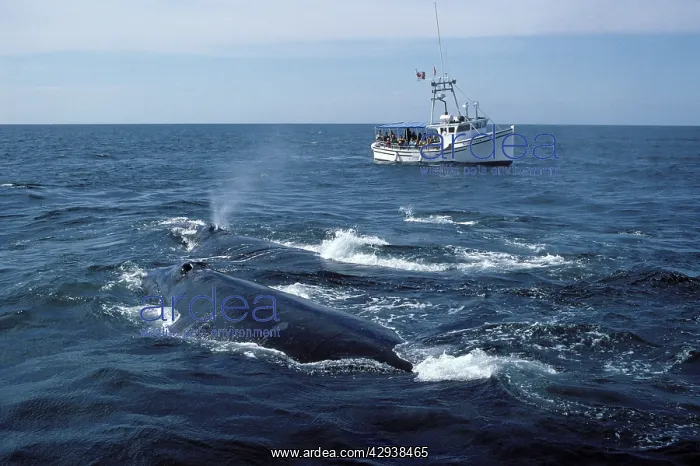 : Northern Right whale - Watching Northern right : Northern Right whale - Watching Northern right