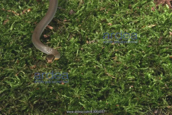 : Northern Ringneck Snake : Northern Ringneck Snake