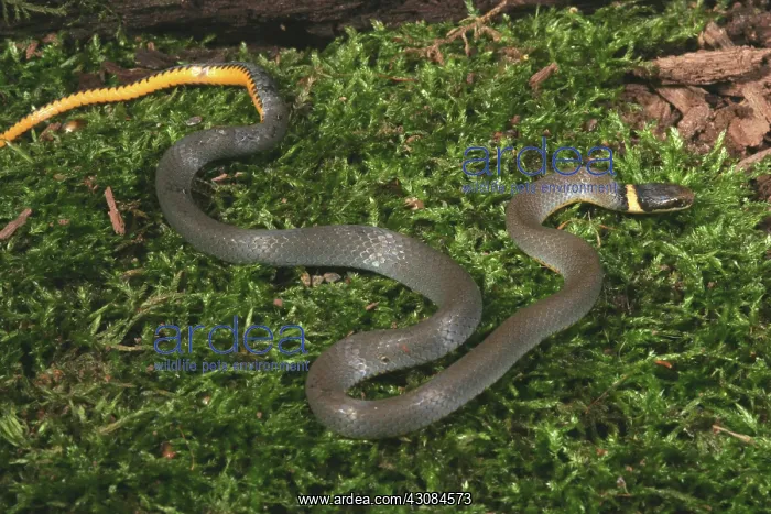 : Northern Ringneck Snake : Northern Ringneck Snake