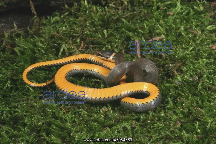 : Northern Ringneck Snake : Northern Ringneck Snake