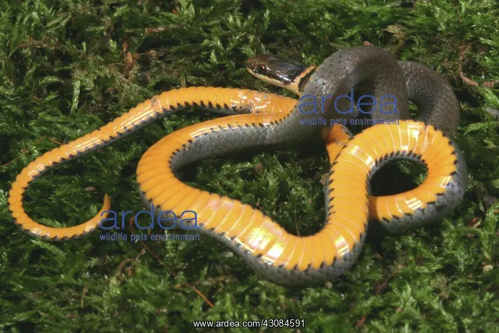 : Northern Ringneck Snake : Northern Ringneck Snake
