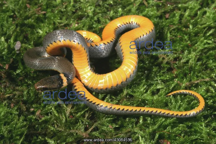 : Northern Ringneck Snake : Northern Ringneck Snake