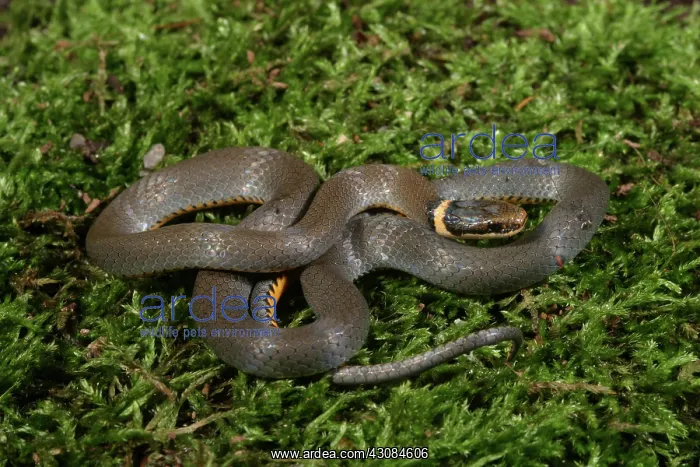 : Northern Ringneck Snake : Northern Ringneck Snake