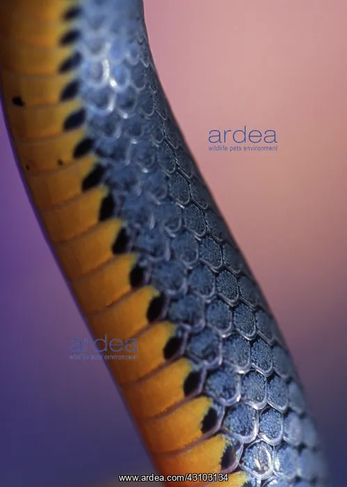 : Northern Ringneck Snake : Northern Ringneck Snake