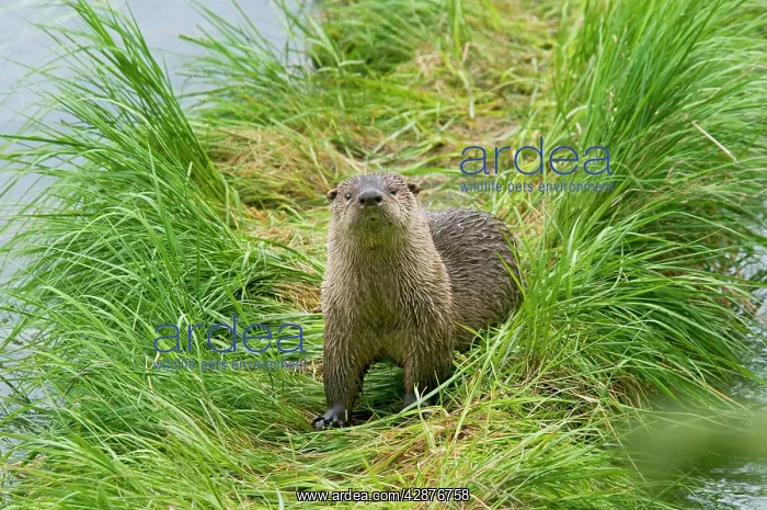 : Northern River Otter : Northern River Otter