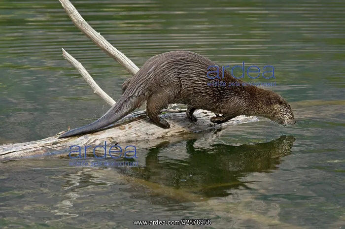 : Northern River Otter - diving into lake : Northern River Otter - diving into lake