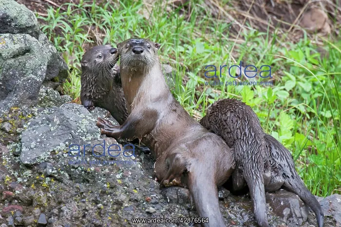 : Northern River Otter - family - mother with three pups : Northern River Otter - family - mother with three pups