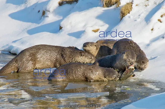 : Northern River Otter - family - otter eating cutthroat : Northern River Otter - family - otter eating cutthroat