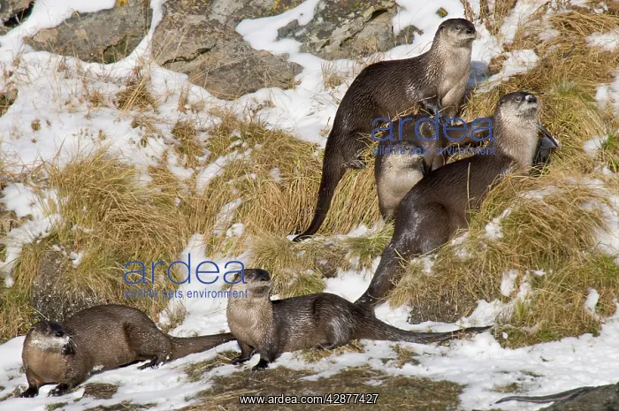 : Northern River Otter - lying down on snow along river bank : Northern River Otter - lying down on snow along river bank