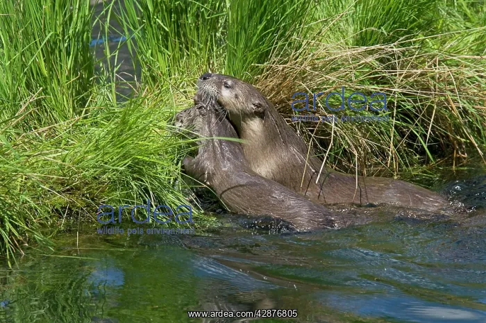 : Northern River Otter - mother carries young pup : Northern River Otter - mother carries young pup