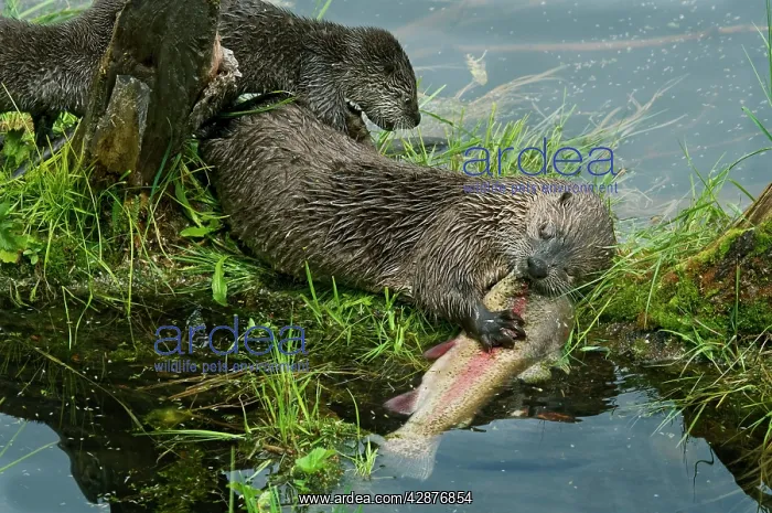 : Northern River Otter - mother eating a rainbow : Northern River Otter - mother eating a rainbow