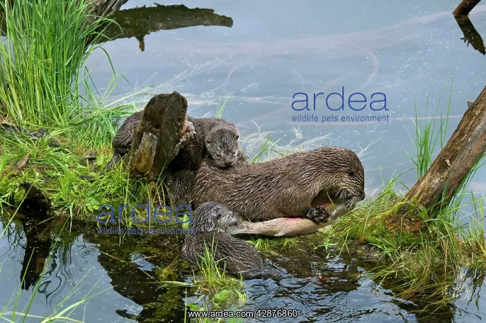 : Northern River Otter - mother eating a rainbow : Northern River Otter - mother eating a rainbow