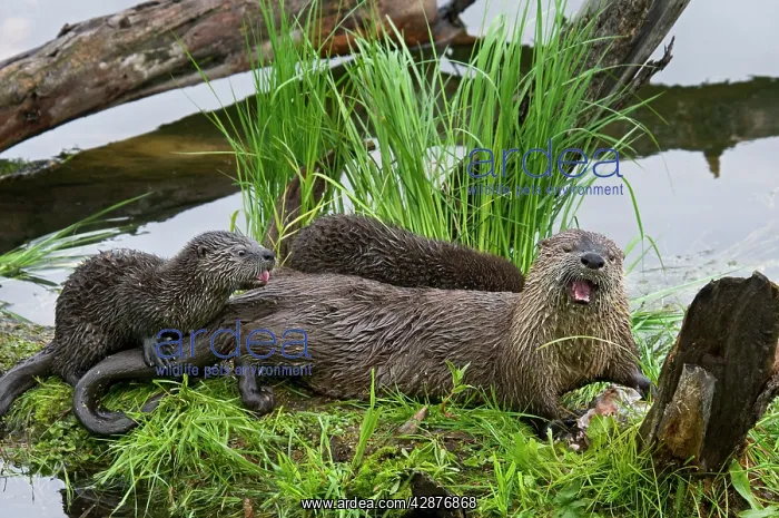 : Northern River Otter - mother eating a rainbow : Northern River Otter - mother eating a rainbow