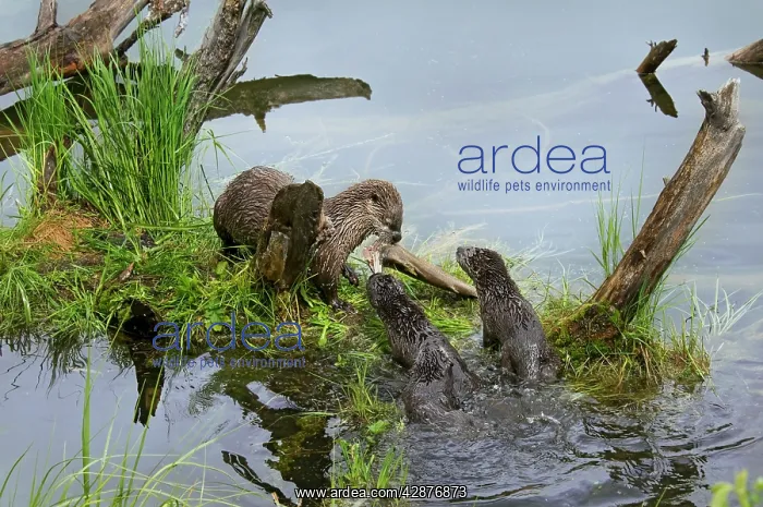 : Northern River Otter - mother eating a rainbow : Northern River Otter - mother eating a rainbow