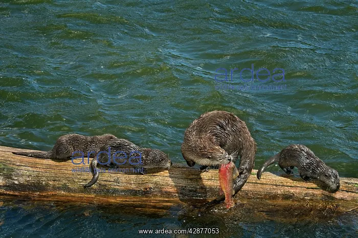 : Northern River Otter - mother feeding on cutthroat : Northern River Otter - mother feeding on cutthroat