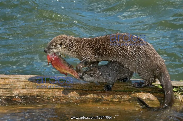  : Northern River Otter - mother feeding on cutthroat