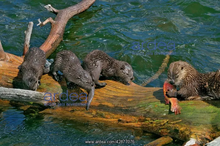 : Northern River Otter - mother feeding on cutthroat : Northern River Otter - mother feeding on cutthroat
