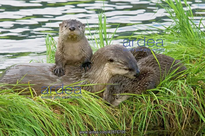 : Northern River Otter - mother and pups : Northern River Otter - mother and pups