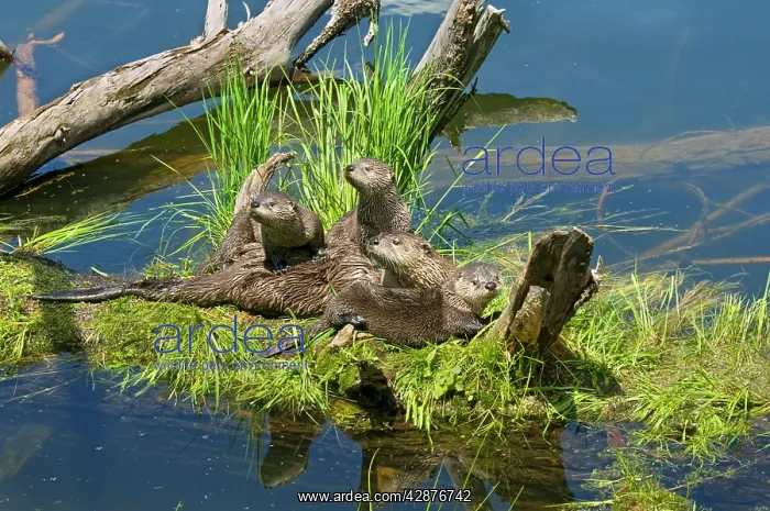 : Northern River Otter - mother and pups : Northern River Otter - mother and pups