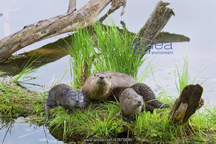 : Northern River Otter - mother and pups : Northern River Otter - mother and pups