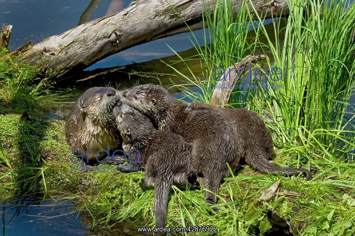: Northern River Otter - mother and pups : Northern River Otter - mother and pups