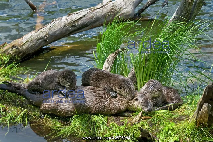 : Northern River Otter - mother and pups on grass : Northern River Otter - mother and pups on grass