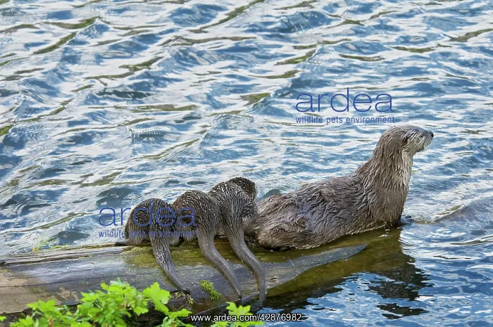 : Northern River Otter - mother and pups on log along : Northern River Otter - mother and pups on log along