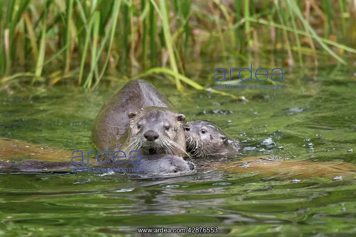 : Northern River Otter - mother with two pups in water : Northern River Otter - mother with two pups in water