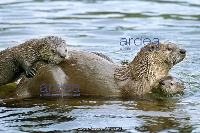 : Northern River Otter - mother with two pups in water : Northern River Otter - mother with two pups in water