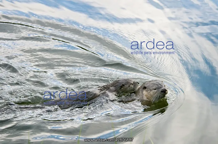 : Northern River Otter - mother swimming with pup : Northern River Otter - mother swimming with pup
