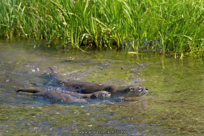 : Northern River Otter - mother swimming with young pups : Northern River Otter - mother swimming with young pups