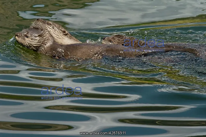 : Northern River Otter - mother towing pup with her : Northern River Otter - mother towing pup with her