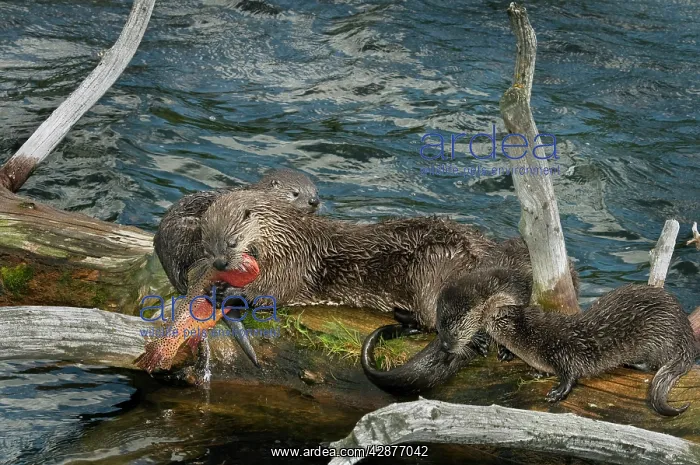 : Northern River Otter - mother with young pups feeding : Northern River Otter - mother with young pups feeding
