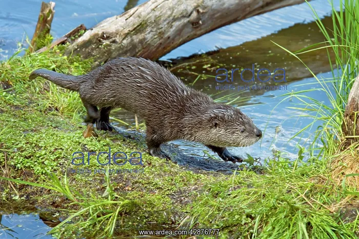 : Northern River Otter - pup : Northern River Otter - pup