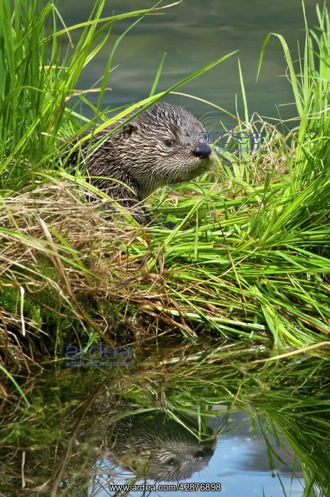 : Northern River Otter - pup : Northern River Otter - pup