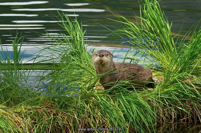 : Northern River Otter - pup on grass covered log : Northern River Otter - pup on grass covered log