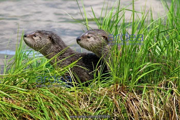 : Northern River Otter - pups on grass covered log : Northern River Otter - pups on grass covered log