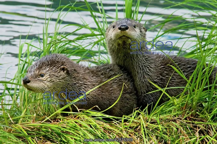 : Northern River Otter - pups on grass covered log : Northern River Otter - pups on grass covered log