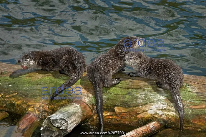 : Northern River Otter - pups on log along edge of lake : Northern River Otter - pups on log along edge of lake