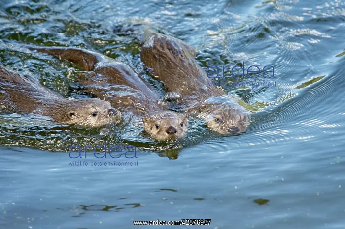 : Northern River Otter - pups swimming : Northern River Otter - pups swimming