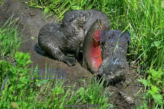 : Northern River Otter - pups trying to subdue large : Northern River Otter - pups trying to subdue large