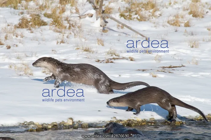 : Northern River Otter - running along edge of river on snow : Northern River Otter - running along edge of river on snow