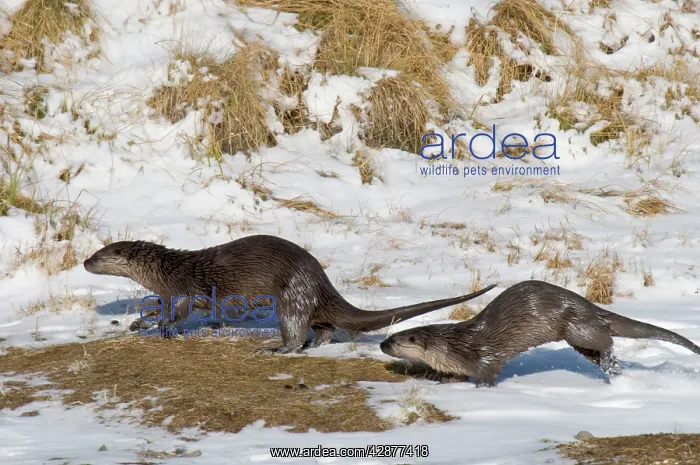 : Northern River Otter - running along on snow : Northern River Otter - running along on snow