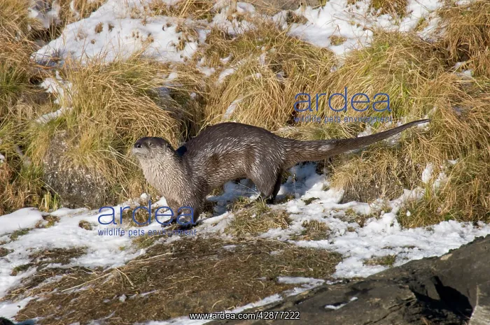 : Northern River Otter - scent marking their territory : Northern River Otter - scent marking their territory