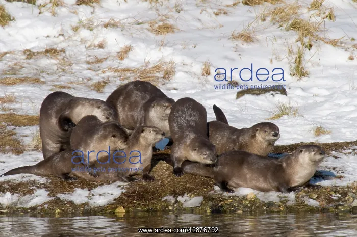 : Northern River Otter - seven otters playing together : Northern River Otter - seven otters playing together
