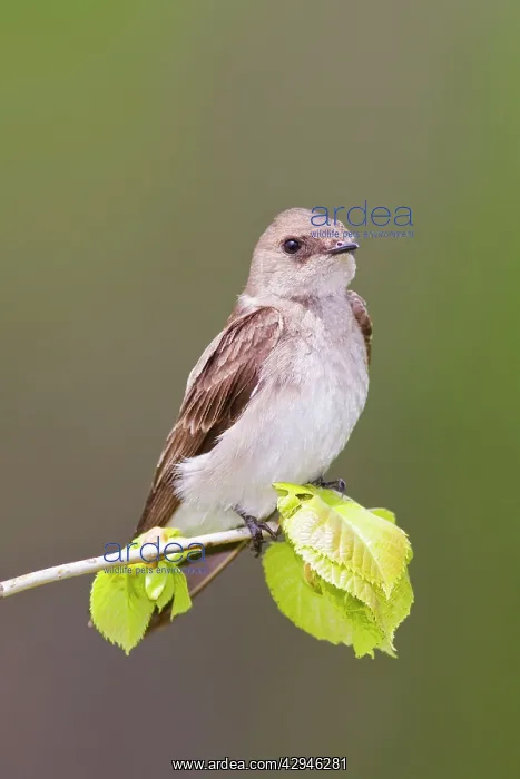 : Northern Rough-winged Swallow : Northern Rough-winged Swallow